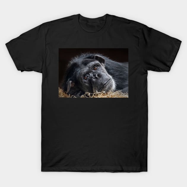 Portrait of a Chimpanzee T-Shirt by TonyNorth